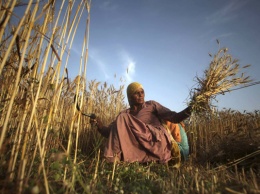 Украина поставила в Индию полмиллиона тонн пшеницы