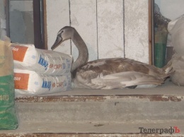 Кременчужане вылечили раненого дикого лебедя (фото)