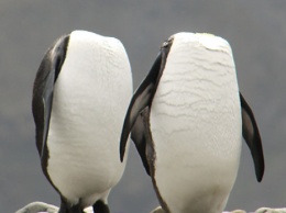 Конкурс смешных фото животных: соревнуются безголовые пингвины и чайка-модель