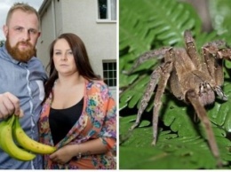 Домохозяйка из Великобритании нашла в бананах смертельно опасных пауков