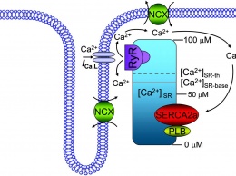 Рианодин-чувствительный канал клеток впервые застали в действии