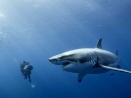 В Египте обеспокоены появившимся видео с дайверами и белой акулой