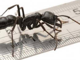 Ученые нашли ранее неведомый вид муравьев в желудке лягушки