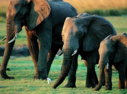 В Африке за 10 лет популяция слонов сократилась на 111 тысяч особей