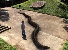 Змея чудовищных размеров обнаружена в Бразилии