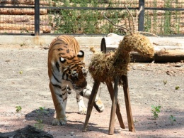 В Одесском зоопарке родились редкие тигрята