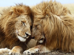 В зоопарке Ботсваны львицы превратились в самцов