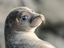 На Сахалине туристы сфотографировали браконьеров, издевающихся над тюленями