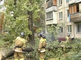 В Луганске упало дерево на пятиэтажку (фото)