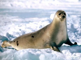 Российские ученые изучат способности тюленей к навигации