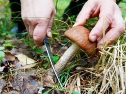 Грибной сезон в Каменском: как не отравиться грибами