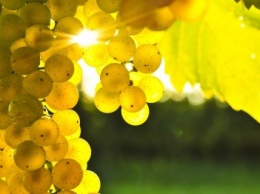 В субботу в Алуште состоится фестиваль "Виноградные сезоны"