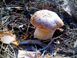 Сезон грибной охоты в Славянске и районе открыт (фото)