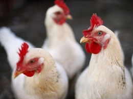 Ученые: Куриные гены рассказали о механизме эволюции
