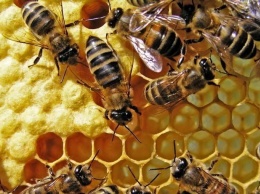 Ученые: Пчелы могут испытывать радость