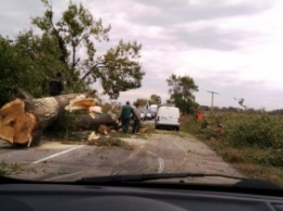 Огромное дерево рухнуло прямо на дорогу (Фото)