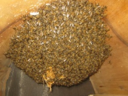 Ученые выявили, что сахар влияет на хорошее настроение пчел