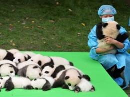 В Китае показали сразу 23 очаровательных детеныша бамбуковой панды