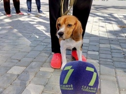 В Одессе прошел собачий марафон