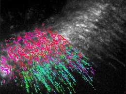 Ученые записали на видео движение молекул в живых клетках