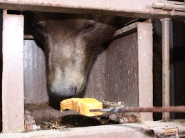 В зоопарке под Киевом едва не умер медведь, которого посетители накормили своими продуктами