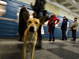 На Кольцевой линии метро с рейса сняли поезд из-за родов собаки