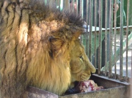 В Одесском зоопарке семья львов пополнилась новорожденным