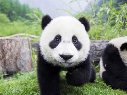 В Московский зоопарк из Китая могут привезти гигантских панд