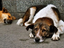 Какое будущее ждет бродячих собак в Мариуполе