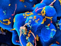 Кишечные бактерии защищают организм от более опасных микробов