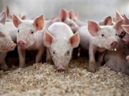 В Крыму будут ловить животных, чтобы не допустить повторения вспышки африканской чумы свиней
