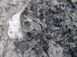 Труп пропавшего в Волгоградской области мужчины нашли «черные копатели»