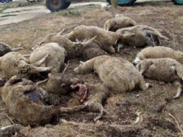 В Бердянском районе произошло жестокое нападение стаи волков на домашних животных