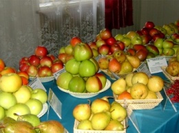 Никитский сад презентует новые сорта груши, яблок, айвы, миндаля, грецкого ореха, земляники, персика и черешни