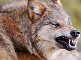 В Бердянском районе продолжаются нападения волков на домашний скот