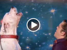 Сеть покорило видео, на котором собака исполняет песню Уитни Хьюстон (ВИДЕО)