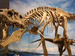 Ученые из РФ и США назвали самых крупных динозавров Средней Азии