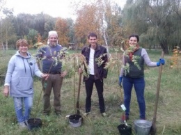 В парке "Шелковичный" волонтеры высадили деревья, готовится установка лавочек и видеонаблюдения