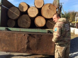 Очередной случай кражи леса зафиксировано в Житомирской области
