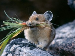 Ученые: Полевые мыши способны считать