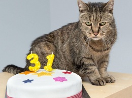 Самый старый кот в мире отпраздновал свой 31-й день рождения!