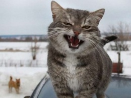 На Херсонщине кот спас от смерти хозяев (ФОТО)