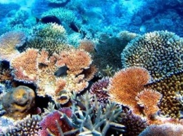 Ученые: Морская бактерия остановит изменение климата