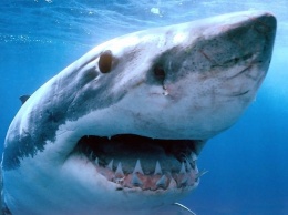Ученые: Тигровые акулы очень дружелюбны