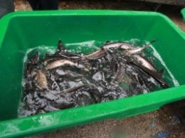 Расти, царская рыба. В Днепр выпустили тысячу штук молоди стерляди
