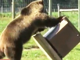 В горах Сочи медведи крадут мед с пасек