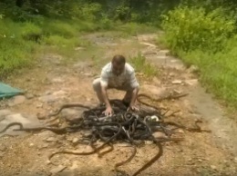 Змеелов. В Индии за раз выпустили 286 змей