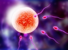 Ученые: В процессе жизни у женщин появляются новые яйцеклетки