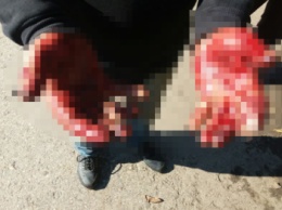 "Озверелое право": двое криворожан палками избили мужчину за сбор орехов (ФОТО)