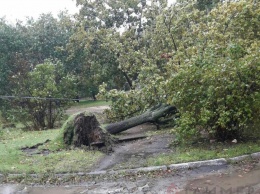 Буря в Аккермане вырвала с корнем множество деревьев